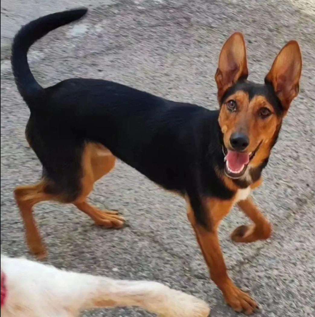 Foto de Apolo