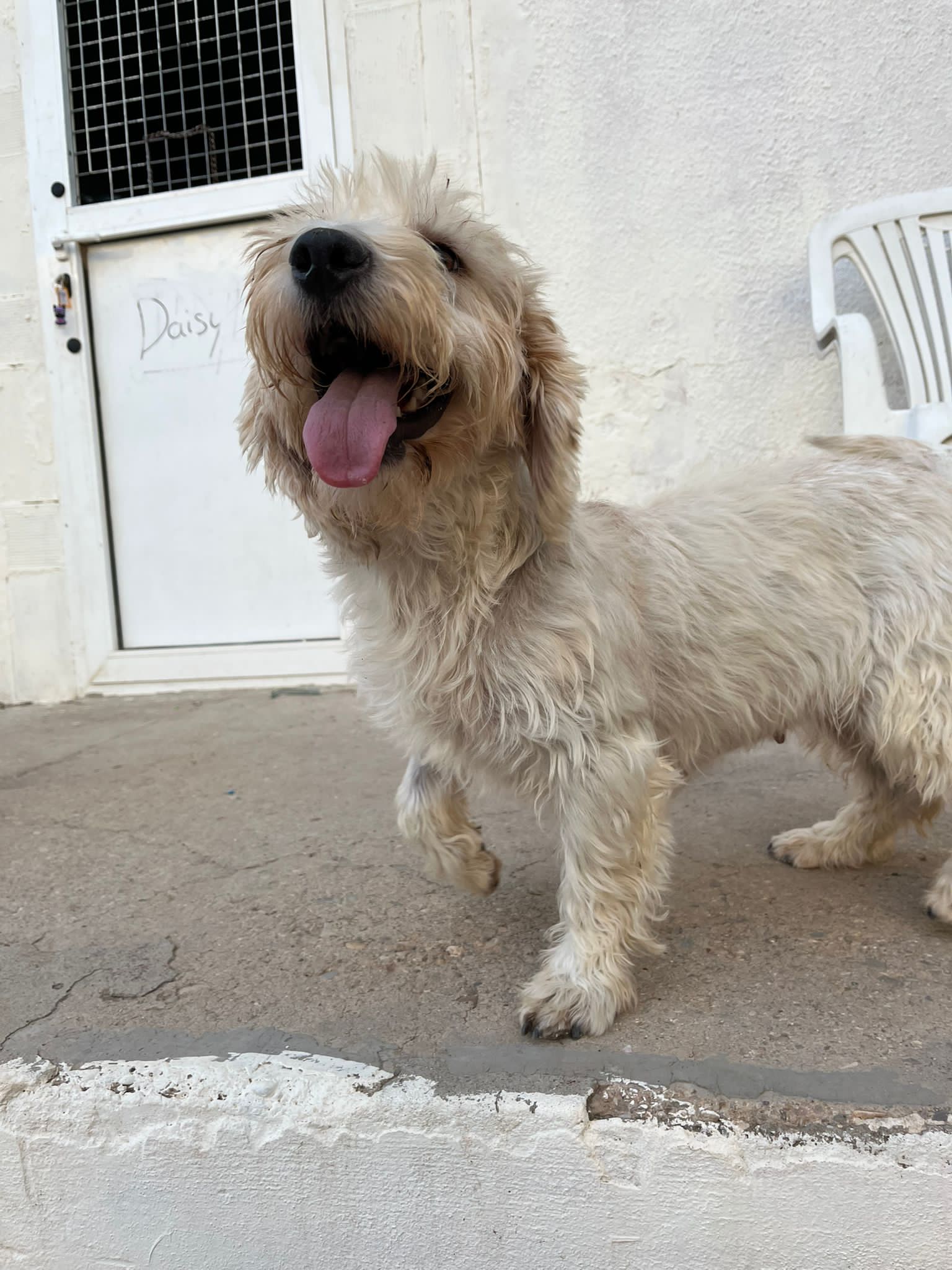 Foto de Daisy