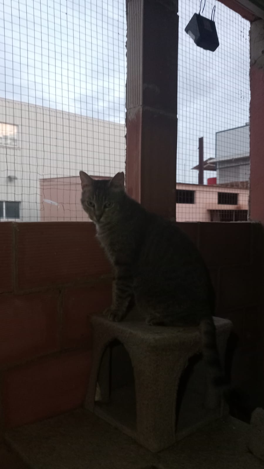 Foto de Félix