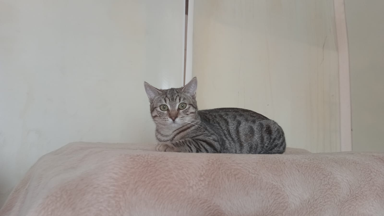 Foto de Greta