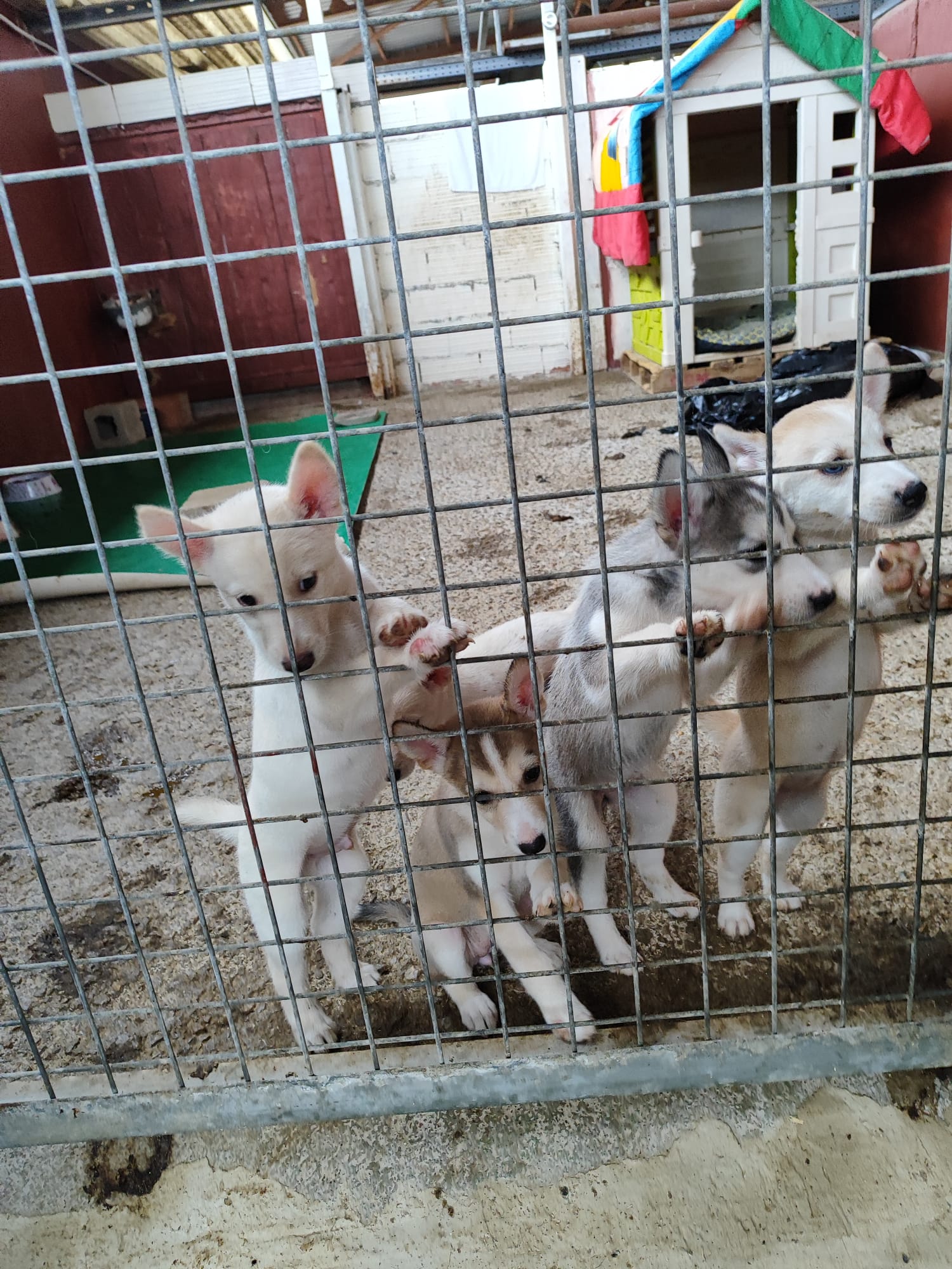 Foto de los huskys