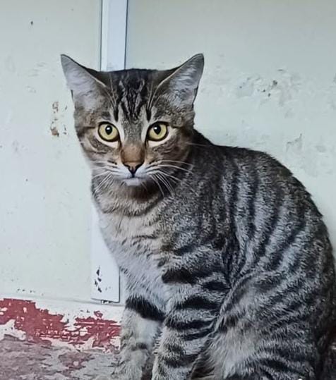 Foto de León