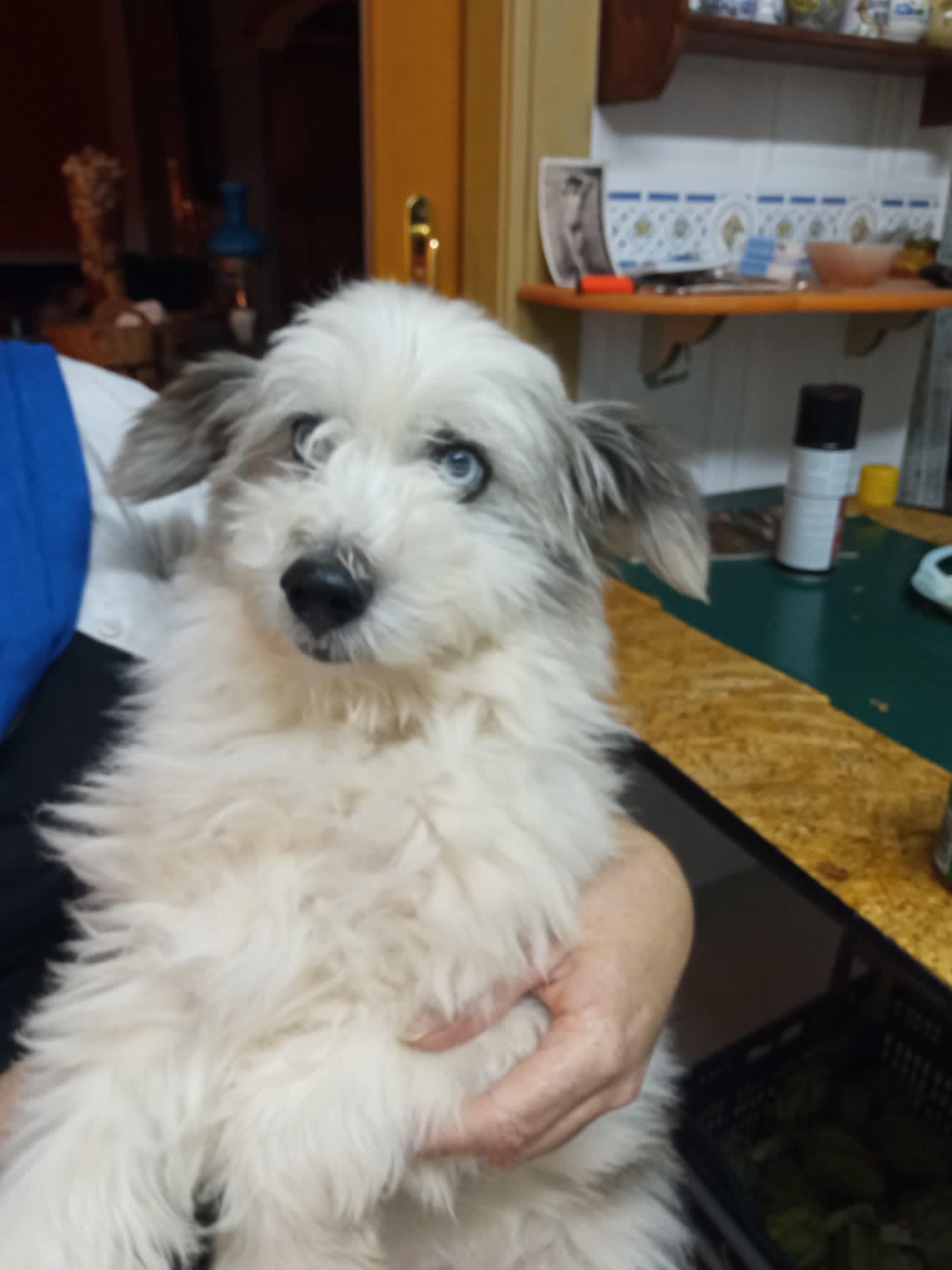 Foto de Tobi