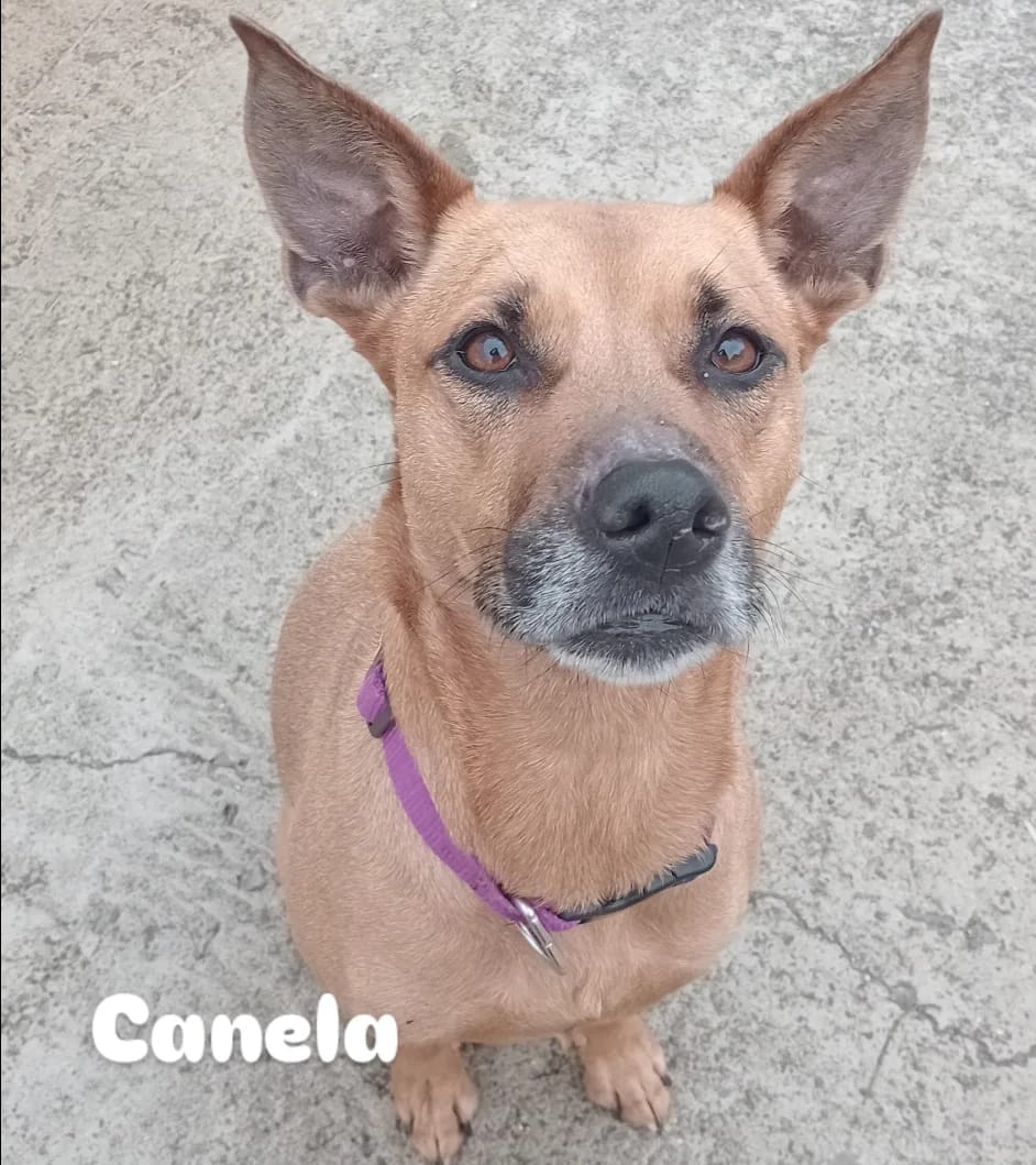 Canela