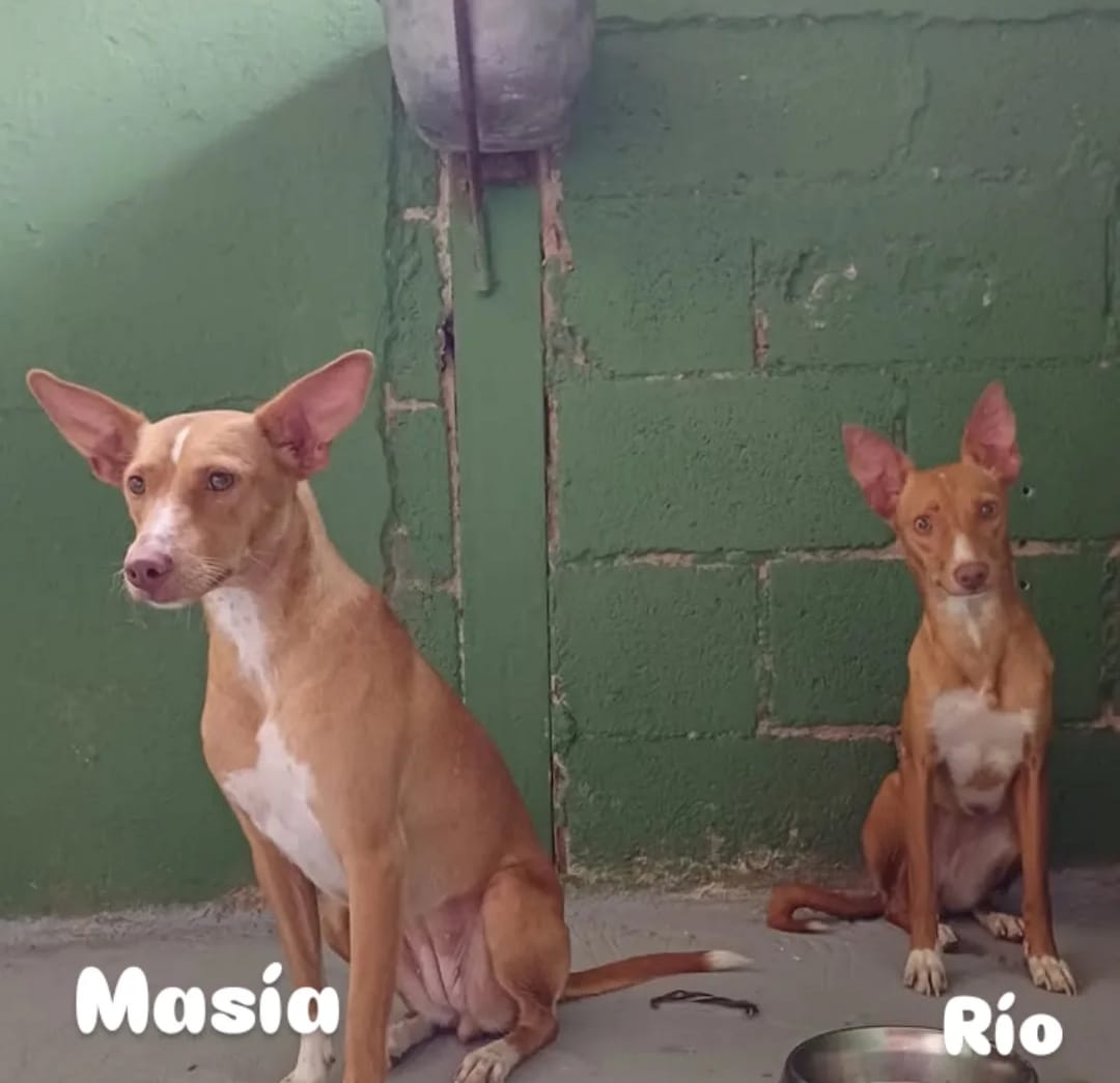 Rio y Masía